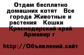 Отдам бесплатно домашних котят - Все города Животные и растения » Кошки   . Краснодарский край,Армавир г.